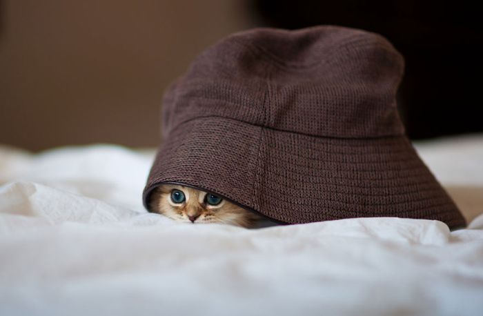 Very Cute Kitten (17 pics)