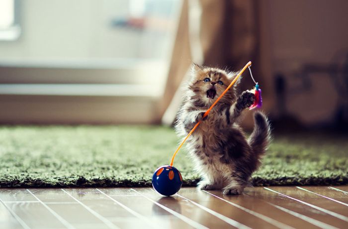 Very Cute Kitten (17 pics)