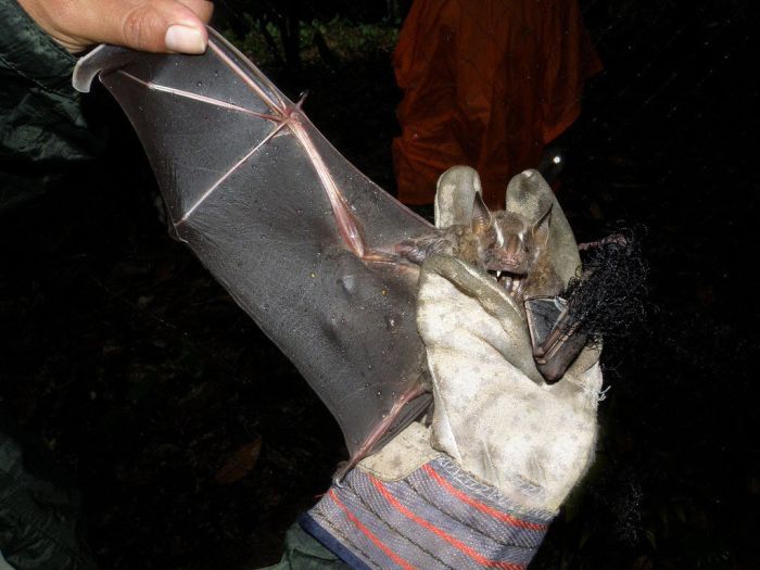 Bats in Peru (13 pics)