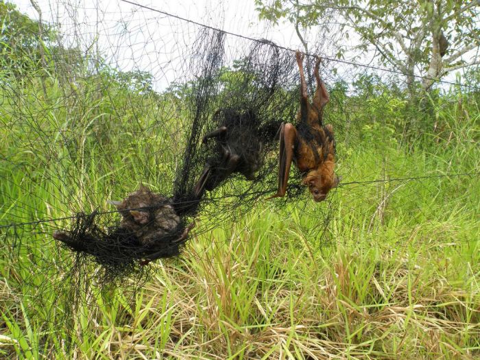 Bats in Peru (13 pics)