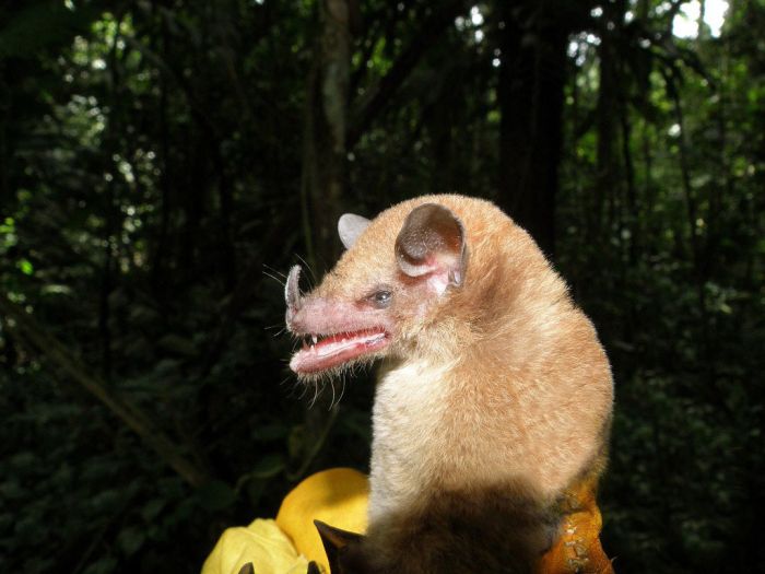 Bats in Peru (13 pics)