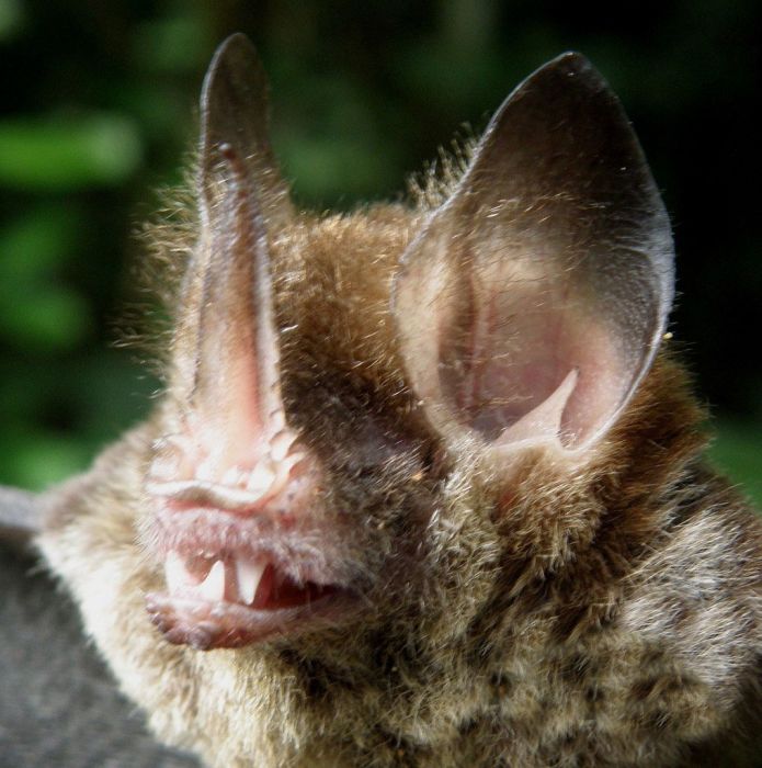 Bats in Peru (13 pics)