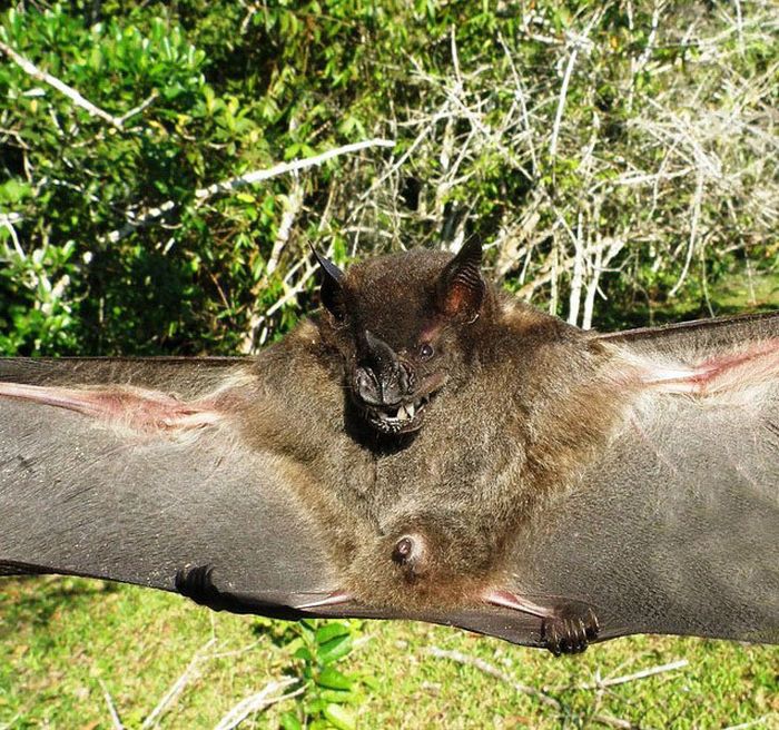 Bats in Peru (13 pics)