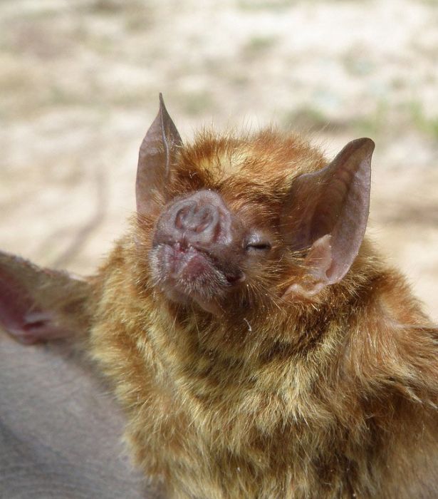 Bats in Peru (13 pics)