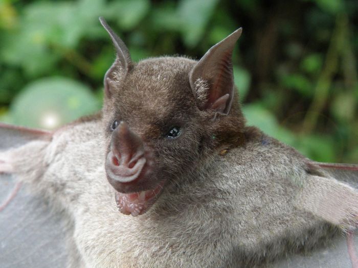 Bats in Peru (13 pics)