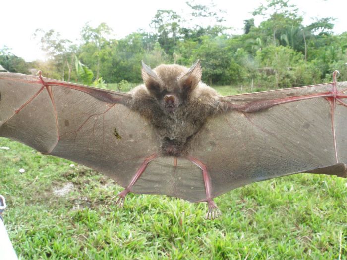 Bats in Peru (13 pics)