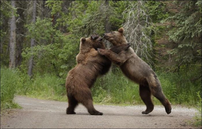Fighting Bears (9 pics)