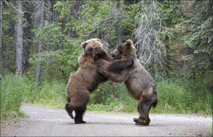 Fighting Bears (9 pics)