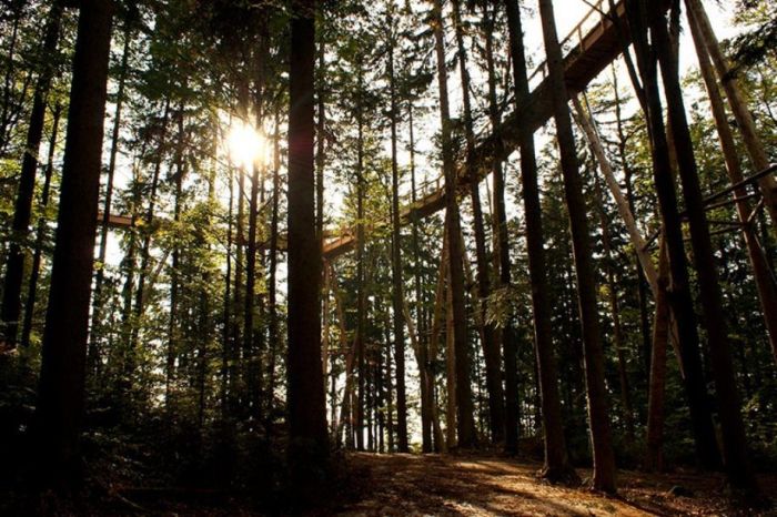 The Longest Tree Top Walk in the World (18 pics)