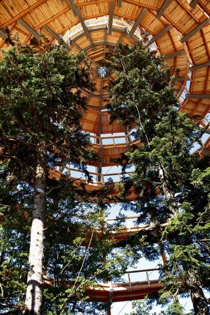 The Longest Tree Top Walk in the World (18 pics)