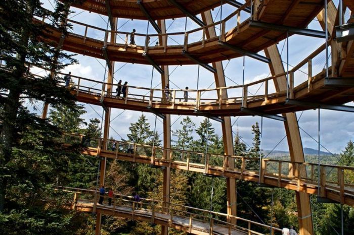 The Longest Tree Top Walk in the World (18 pics)