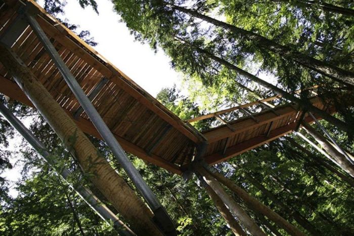 The Longest Tree Top Walk in the World (18 pics)