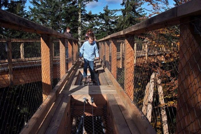 The Longest Tree Top Walk in the World (18 pics)