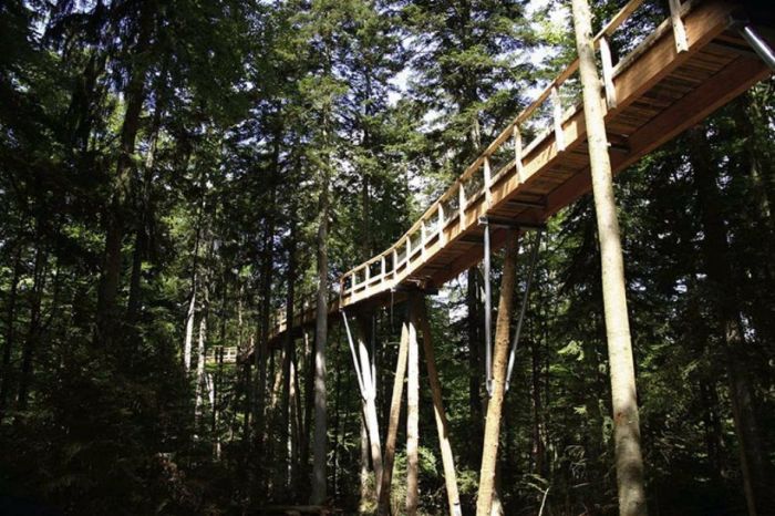 The Longest Tree Top Walk in the World (18 pics)