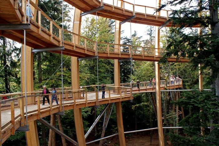 The Longest Tree Top Walk in the World (18 pics)
