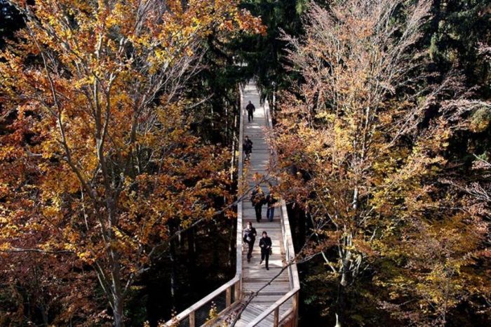 The Longest Tree Top Walk in the World (18 pics)