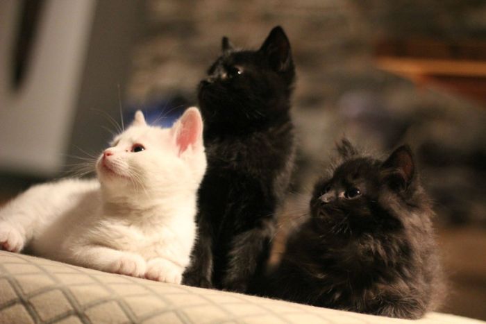 Cats Caught Staring (7 pics)