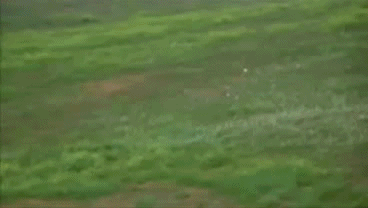 Acid Gifdump (22 gifs)