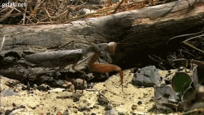 Acid Gifdump (22 gifs)