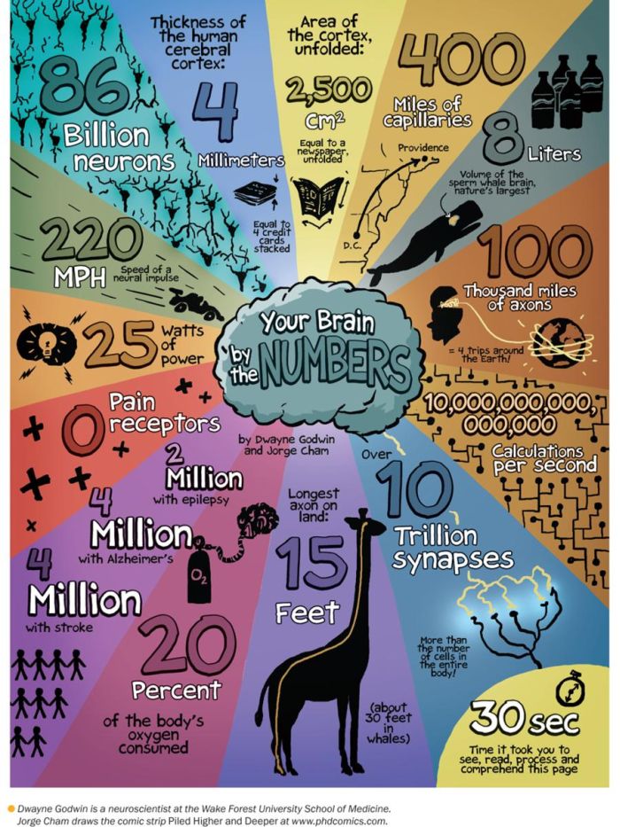 Your Brain by The Numbers (infographic)