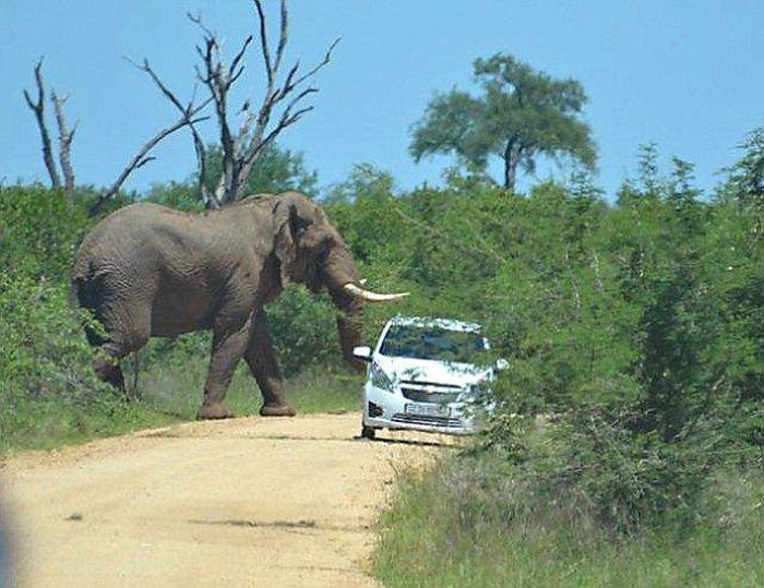 Elephant Who Hates Cars (11 pics)