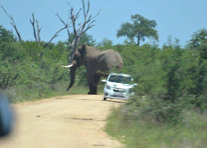 Elephant Who Hates Cars (11 pics)