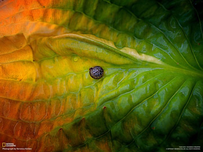 Beautiful Pictures by National Geographic (46 pics)