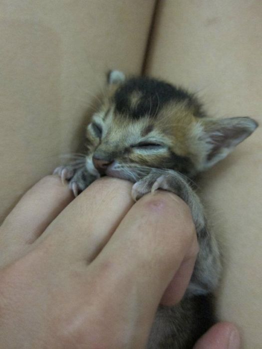 Rescued Kitten (27 pics)