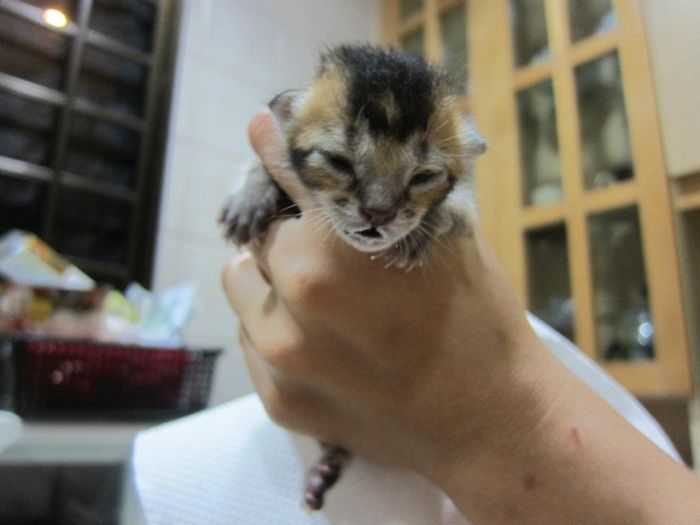 Rescued Kitten (27 pics)