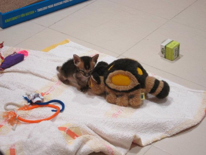 Rescued Kitten (27 pics)