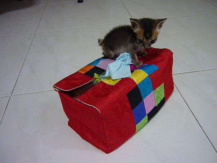 Rescued Kitten (27 pics)