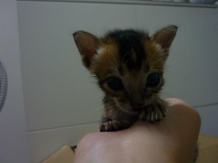 Rescued Kitten (27 pics)