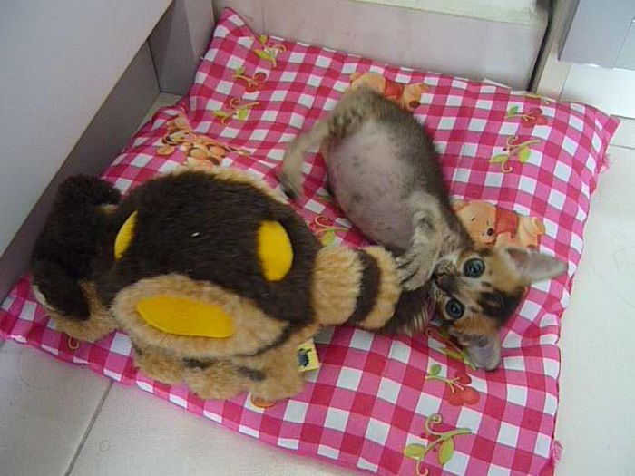 Rescued Kitten (27 pics)