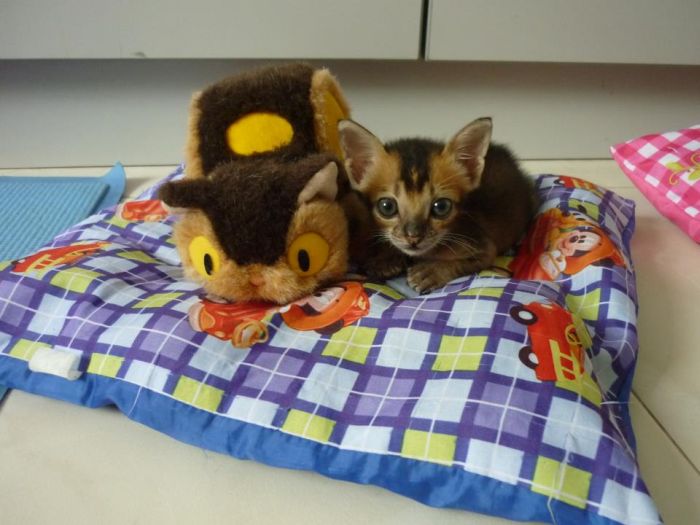 Rescued Kitten (27 pics)