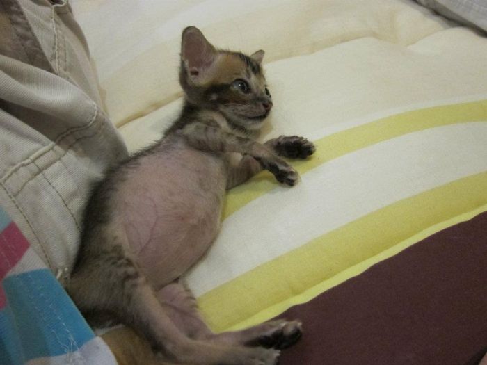 Rescued Kitten (27 pics)
