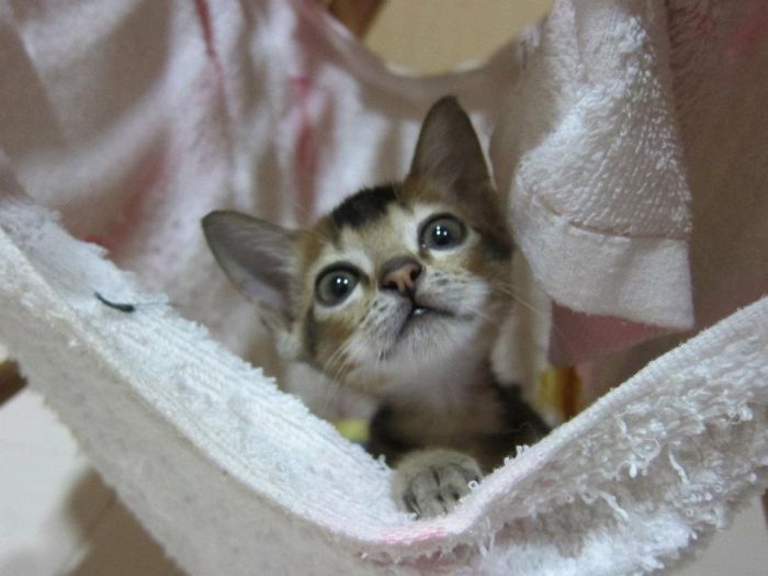 Rescued Kitten (27 pics)