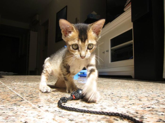 Rescued Kitten (27 pics)