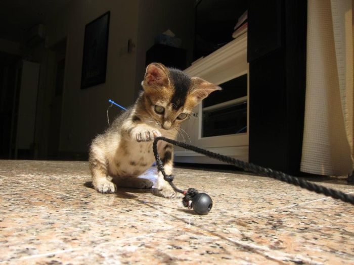 Rescued Kitten (27 pics)