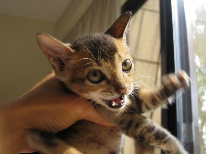 Rescued Kitten (27 pics)