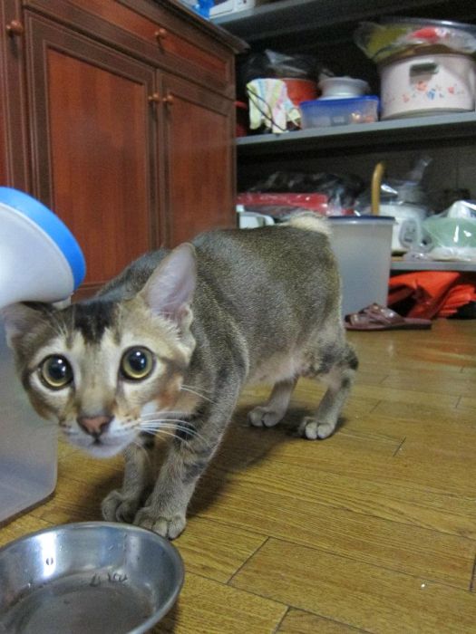 Rescued Kitten (27 pics)