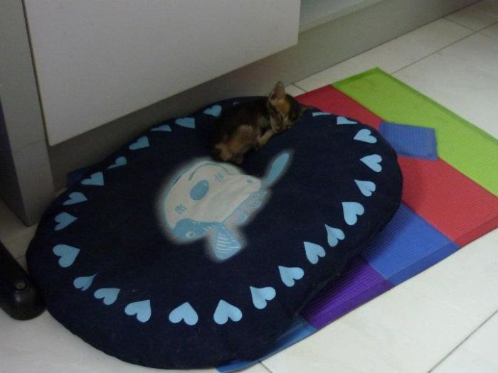Rescued Kitten (27 pics)