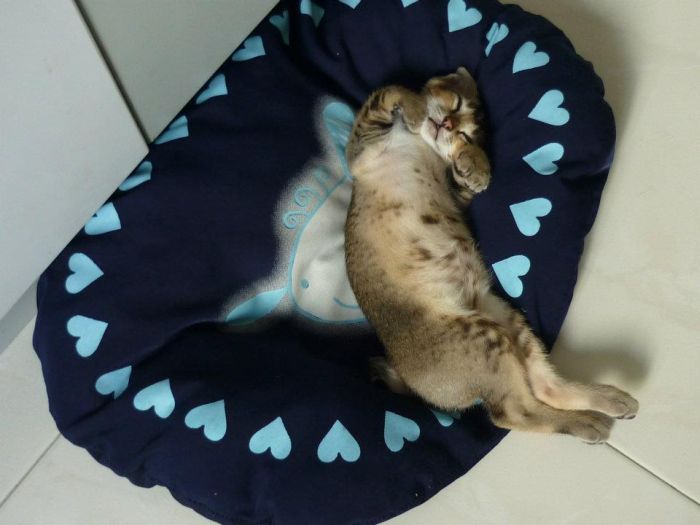 Rescued Kitten (27 pics)