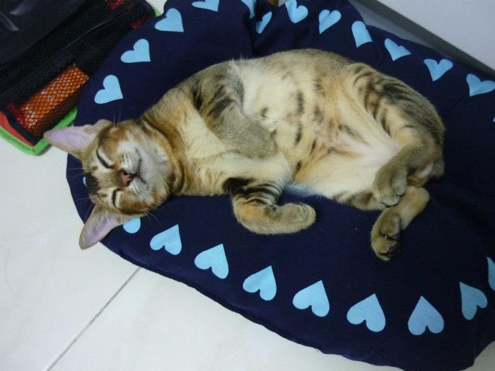 Rescued Kitten (27 pics)