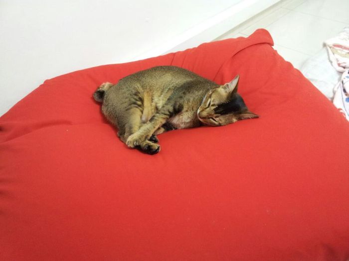 Rescued Kitten (27 pics)