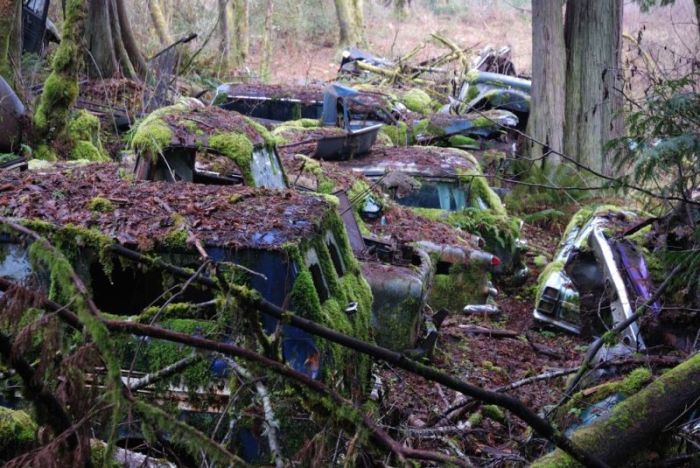 Car Cemetery in a Forest (30 pics)