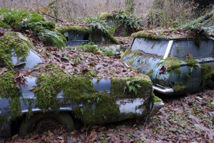 Car Cemetery in a Forest (30 pics)