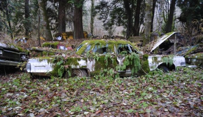 Car Cemetery in a Forest (30 pics)