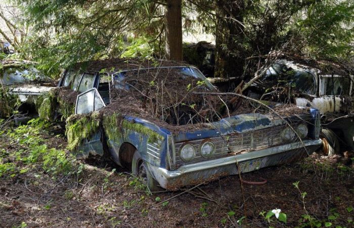 Car Cemetery in a Forest (30 pics)