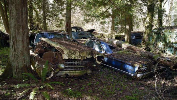 Car Cemetery in a Forest (30 pics)