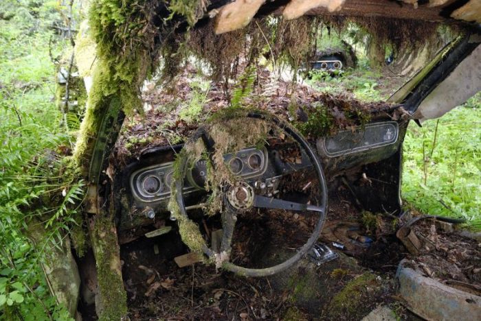 Car Cemetery in a Forest (30 pics)